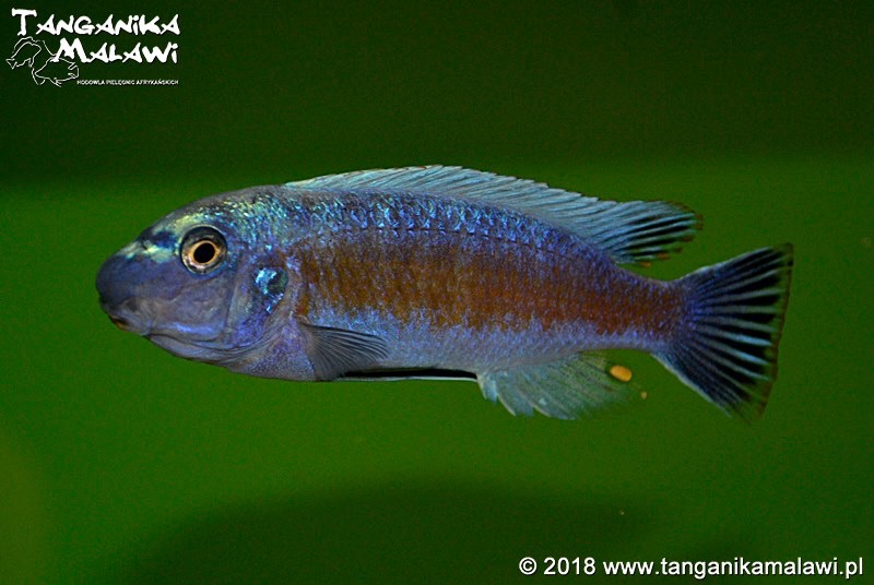 Labeotropheus trewavasae 'Manda'